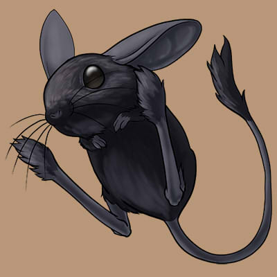 CompanionBlackJerboa