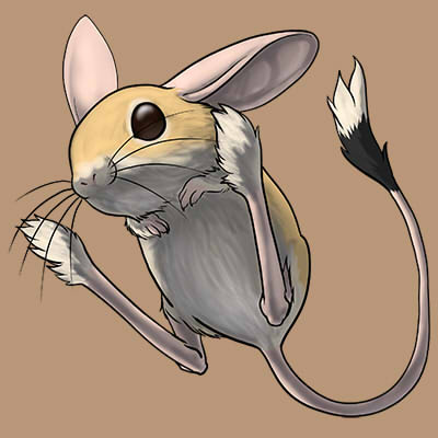 CompanionBrownJerboa