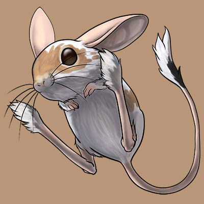 CompanionPiedJerboa