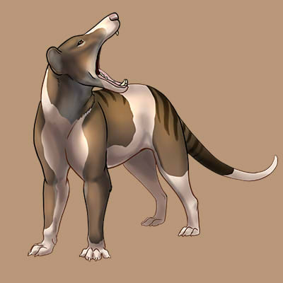 CompanionPiedThylacine