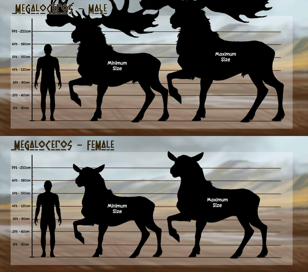 SizechartMegaloceros