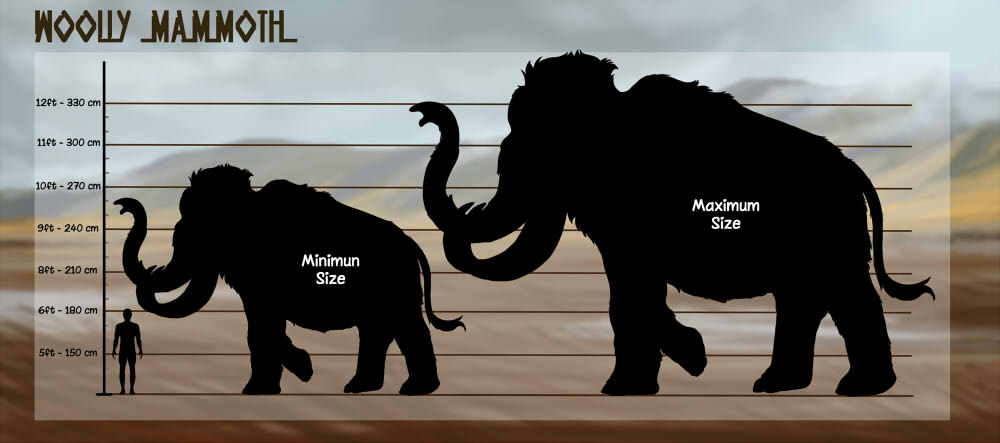 SizechartMammoth